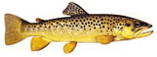 Brown Trout. Click for larger image.