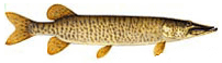 Muskie. Click for larger image.