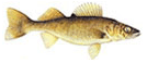 Walleye. Click for larger image.