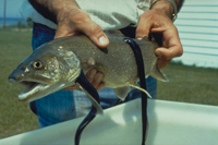 Sea Lamprey. Click to see larger image.