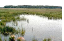 Wetland pasture. Click to see larger image.
